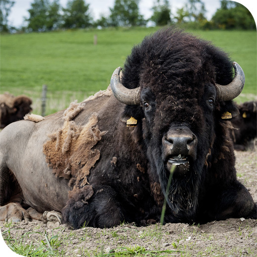 Ditlevsdal - kom helt tæt på bisonokserne